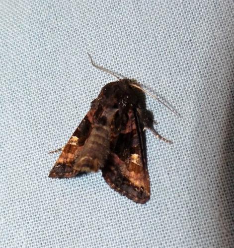 Réf. 307 402 : Euplexia lucipara